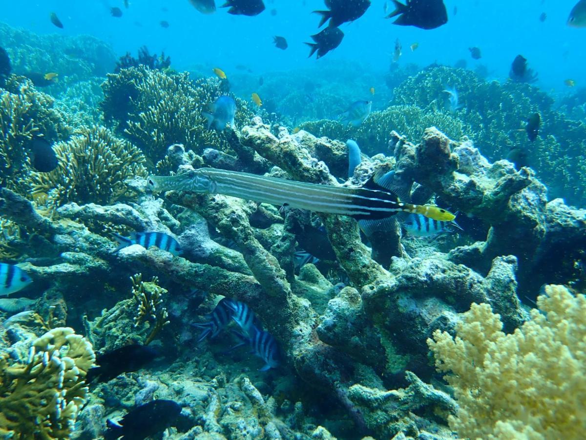 The High Dive Gili Gede By Ultimate Resorts Luaran gambar