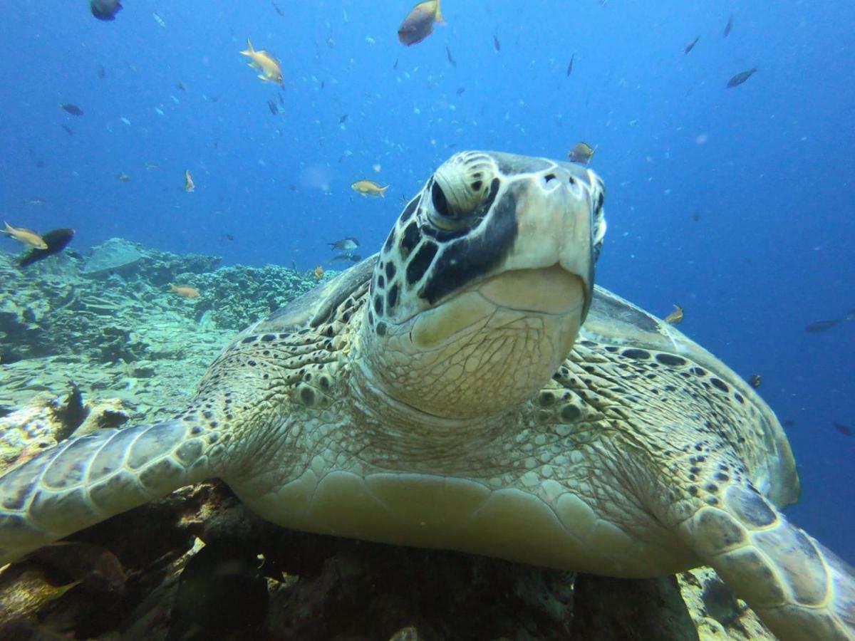 The High Dive Gili Gede By Ultimate Resorts Luaran gambar